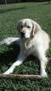 Pin By Erin Vides On Warms My Heart Golden Retriever Dogs Golden Retriever English Golden Retrievers