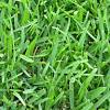 The following is a short list of some of the more common emerald zoysia is a very fine textured grass. 1