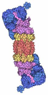 Our useful table summarises the various designations of. Pdb 101 Molecule Of The Month Proteasome