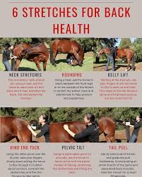 Pin By Blair Mccoy On Horse Exercises And Stretches In 2020 Healthy Horses Horse Care Horse Exercises