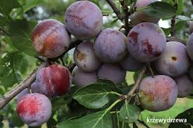 Image result for prunus domestica renkloda althana