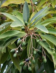 Image result for Persea