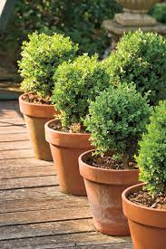 Boxwoods Perfect For Pots Potted Plants Outdoor Container Gardening Garden Shrubs