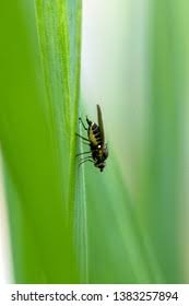 Image result for phytomyza gymnostoma