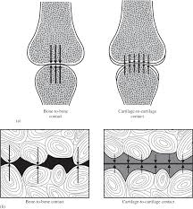 Some combinations like that are convex and some are not. The Osteochondral System Part I The Soft Hard Tissue Junction