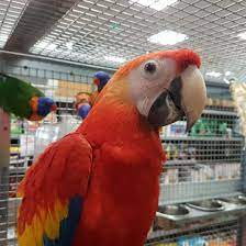 Vente de tout genre de perroquets importés, poissons, oiseaux et. Ara Rouge Ara Macao Femelle Eam Bague 003