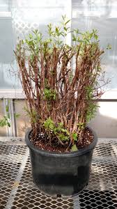 Image result for Heimia salicifolia