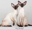 Siamese CAT BREEDERS NEAR ME - Cat Kingpin