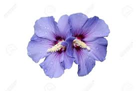 Image result for flowers against white background
