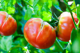 Pick these tomatoes at a mature green stage. Top 3 Common Tomato Plant Problems