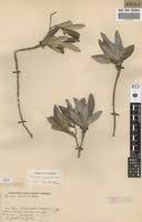 Image result for Parinari capensis