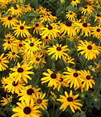 Goldstrum Daisy Black Eyed Susan Long Blooming Perennials Plants Perennials