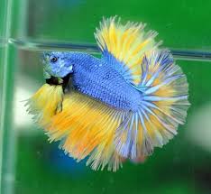 Photo 4 Zps07dfb250 Jpg Betta Fish Tropical Fish Aquarium Betta