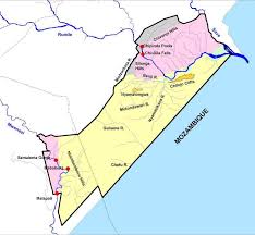 Image result for Neoholstia tenuifolia