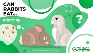 Sometimes, you may find your rabbits munching on sprouts/seeds. Can Rabbits Eat Popcorn We Re All About Pets