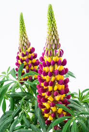 Lupine (comparative more lupine, superlative most lupine). Westcountry Lupine Manhattan Lights Lupinus Polyphyllus Westcountry Manhattan Lights Gunstig Online Kaufen