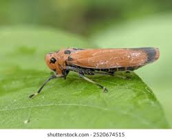 Image result for Vangueria ferruginea