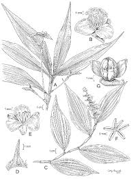 Image result for Commelinaceae