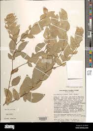 Image result for Scorodophloeus