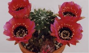 How Dangerous Are Euphorbias The Amateurs Digest Archive