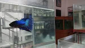 May 26th, 2020 ahmad nh budidaya. Ikan Cupang Jenis Keistimewaan Sejarah Dan Cara Ternak Ikan Cupang