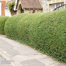 Image result for ligustrum ovalifolium