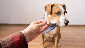 Είναι ο σκύλος σου δύσκολος στο φαγητό; – petchef