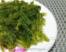 The name lato is polish for summer. Do You Ever Eat Sea Grapes Or Lato It Looks Strange But Delicious Steemkr