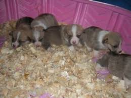 Born on valentines day this year. Pembroke Welsh Corgi Puppies In California
