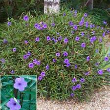 Pin En Tx Rain Garden