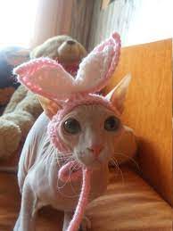 Free Shipping Cat Hatknitted Hat For Catcat Costumebunny Etsy Cat Hats Knitted Hat For Cat Cat Hat