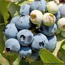 Northland is known for being the hardiest of northern highbush blueberry varieties. Top 10 Blueberry Varieties To Grow At Home Gardener S Path