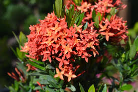 Image result for Ixora praetermissa