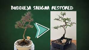 Image result for Buddleja saligna