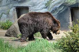 We did not find results for: File Delitzsch Tiergarten Braunbar 08 05 2018 1139 Jpg Wikimedia Commons