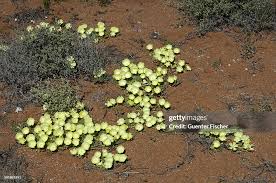 Image result for Grielum