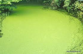 Alternatively, you can use glyphosate 5.4 which is safer to use when your water body has fish and other aquatic life. Controlling Algae Tips For The Control Of Algae In Ponds And Aquariums