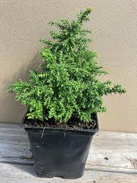 Image result for Cryptocarya woodii