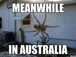 You Ll Have To Learn To Live In Harmony With Cockroaches And Spiders Spiders In Australia Spider Meanwhile In Australia