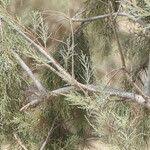 Image result for Tamarix usneoides