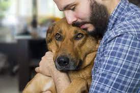 Below we will discuss the respiratory diseases and problems that can cause coughing in dogs. Lung Cancer In Dogs Great Pet Care