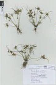 Image result for Pycreus flavescens