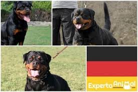 Races De Chiens Considerees Comme Les Plus Dangereuses Top 15 Races De Chiens Rottweiler Allemand Chien D Attaque