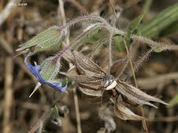 Image result for Trichodesma zeylanicum