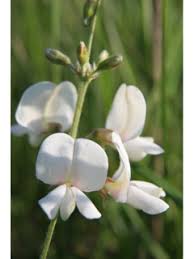 Image result for Tephrosia meisneri