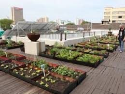 Sky S The Limit For Rooftop Farming Kwazulu Natal Iol News Green Roof Garden Roof Garden Design Rooftop Garden Urban