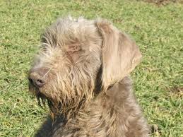 Image result for slovenský ohař hrubosrstý