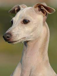 Italian Greyhounds What S Good About Em What S Bad About Em Greyhound Dog Breed Italian Greyhound Dog Italian Greyhound
