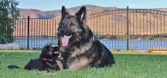 Looking for a german shepherd puppy for sale in ohio? My King Shepherd Dogs