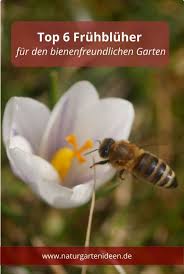 Top 6 Fruhlingsblumen Fur Den Garten Bienennahrung Im Fruhling Fruhling Blumen Bienenfreundlicher Garten Fruhlingsblumen